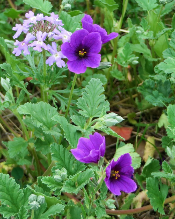 Purple flowers 1 edit